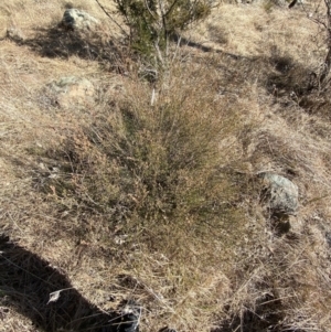 Brachyloma daphnoides at Hughes, ACT - 24 Jul 2023 01:38 PM