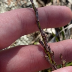 Lepidosperma laterale (Variable Sword Sedge) at Hughes, ACT - 24 Jul 2023 by Tapirlord