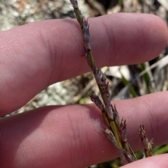 Lepidosperma laterale (Variable Sword Sedge) at Red Hill to Yarralumla Creek - 24 Jul 2023 by Tapirlord