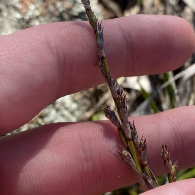 Lepidosperma laterale (Variable Sword Sedge) at Hughes, ACT - 24 Jul 2023 by Tapirlord