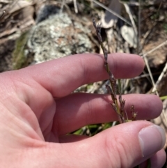 Lepidosperma laterale at Hughes, ACT - 24 Jul 2023