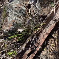 Lepidosperma laterale at Hughes, ACT - 24 Jul 2023 01:38 PM