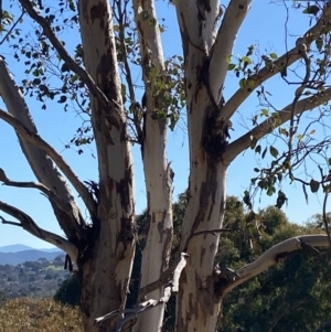 Eucalyptus polyanthemos subsp. polyanthemos at Hughes Garran Woodland - 24 Jul 2023 01:37 PM