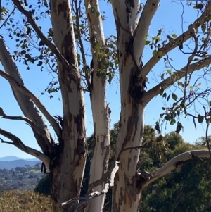 Eucalyptus polyanthemos subsp. polyanthemos at Hughes, ACT - 24 Jul 2023