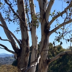 Eucalyptus polyanthemos subsp. polyanthemos (Red Box) at Red Hill to Yarralumla Creek - 24 Jul 2023 by Tapirlord