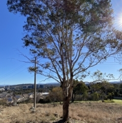 Eucalyptus polyanthemos subsp. polyanthemos at Hughes Garran Woodland - 24 Jul 2023