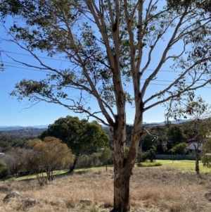 Eucalyptus polyanthemos subsp. polyanthemos at Hughes, ACT - 24 Jul 2023