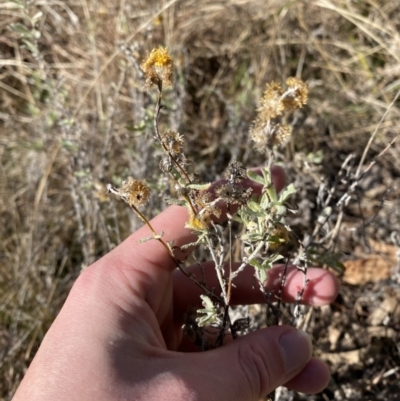 Chrysocephalum apiculatum (Common Everlasting) at Red Hill to Yarralumla Creek - 24 Jul 2023 by Tapirlord