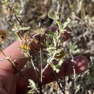 Chrysocephalum apiculatum at Hughes, ACT - 24 Jul 2023 01:37 PM