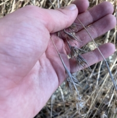 Themeda triandra (Kangaroo Grass) at Red Hill to Yarralumla Creek - 24 Jul 2023 by Tapirlord