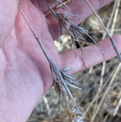 Themeda triandra at Hughes, ACT - 24 Jul 2023 01:37 PM