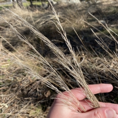 Austrostipa scabra (Corkscrew Grass, Slender Speargrass) at Hughes, ACT - 24 Jul 2023 by Tapirlord