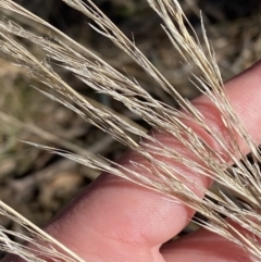 Austrostipa scabra at Hughes, ACT - 24 Jul 2023