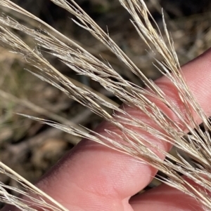 Austrostipa scabra at Hughes, ACT - 24 Jul 2023 01:36 PM