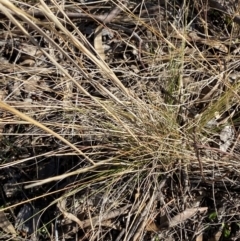 Austrostipa scabra at Hughes, ACT - 24 Jul 2023 01:36 PM