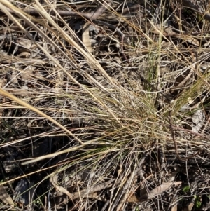 Austrostipa scabra at Hughes, ACT - 24 Jul 2023