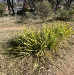 Lomandra longifolia (Spiny-headed Mat-rush, Honey Reed) at Red Hill to Yarralumla Creek - 24 Jul 2023 by Tapirlord