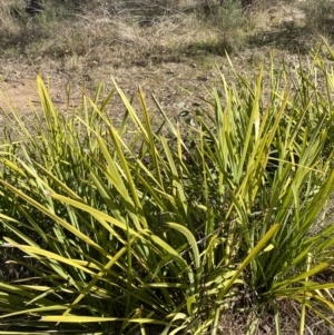 Lomandra longifolia at Garran, ACT - 24 Jul 2023