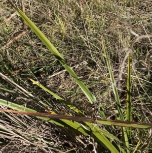 Dianella revoluta var. revoluta at Garran, ACT - 24 Jul 2023