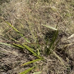 Dianella revoluta var. revoluta at Garran, ACT - 24 Jul 2023