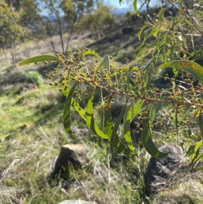 Acacia rubida (Red-stemmed Wattle, Red-leaved Wattle) at Red Hill to Yarralumla Creek - 24 Jul 2023 by Tapirlord