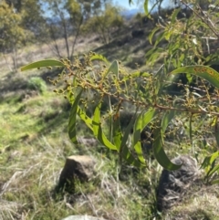 Acacia rubida (Red-stemmed Wattle, Red-leaved Wattle) at Hughes Garran Woodland - 24 Jul 2023 by Tapirlord
