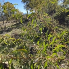 Acacia rubida at Hughes, ACT - 24 Jul 2023