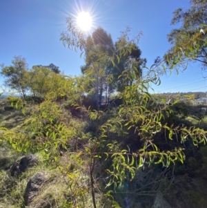 Acacia rubida at Hughes, ACT - 24 Jul 2023