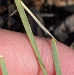 Lomandra filiformis subsp. coriacea at Garran, ACT - 24 Jul 2023 01:34 PM