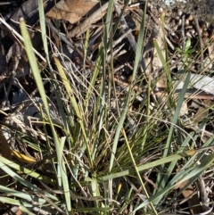 Lomandra filiformis subsp. coriacea at Garran, ACT - 24 Jul 2023