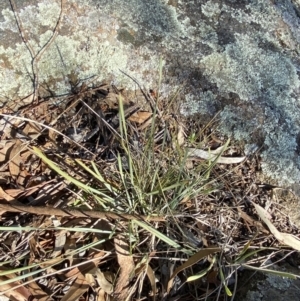 Lomandra filiformis subsp. coriacea at Garran, ACT - 24 Jul 2023