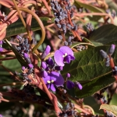 Hardenbergia violacea (False Sarsaparilla) at Red Hill to Yarralumla Creek - 24 Jul 2023 by Tapirlord