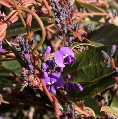 Hardenbergia violacea (False Sarsaparilla) at Garran, ACT - 24 Jul 2023 by Tapirlord