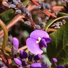 Hardenbergia violacea at Garran, ACT - 24 Jul 2023