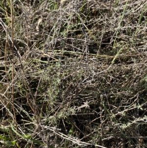 Vittadinia gracilis at Garran, ACT - 24 Jul 2023