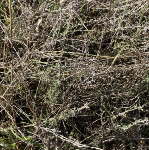 Vittadinia gracilis at Garran, ACT - 24 Jul 2023