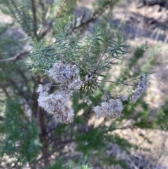 Cassinia aculeata subsp. aculeata (Dolly Bush, Common Cassinia, Dogwood) at Garran, ACT - 24 Jul 2023 by Tapirlord