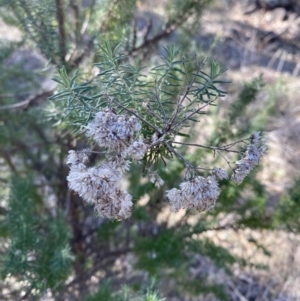 Cassinia aculeata subsp. aculeata at Garran, ACT - 24 Jul 2023 01:32 PM