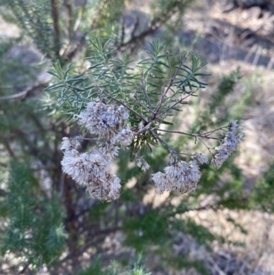 Cassinia aculeata subsp. aculeata (Dolly Bush, Common Cassinia, Dogwood) at Red Hill to Yarralumla Creek - 24 Jul 2023 by Tapirlord