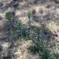 Cassinia aculeata subsp. aculeata at Garran, ACT - 24 Jul 2023 01:32 PM