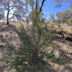 Cassinia aculeata subsp. aculeata at Garran, ACT - 24 Jul 2023