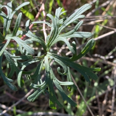 Geranium retrorsum (Grassland Cranesbill) at Garran, ACT - 24 Jul 2023 by Tapirlord