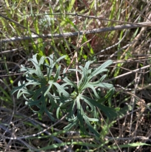 Geranium retrorsum at Garran, ACT - 24 Jul 2023