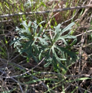 Geranium retrorsum at Garran, ACT - 24 Jul 2023