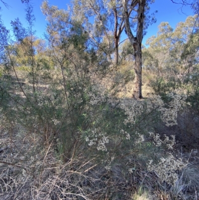 Cassinia quinquefaria (Rosemary Cassinia) at Red Hill to Yarralumla Creek - 24 Jul 2023 by Tapirlord