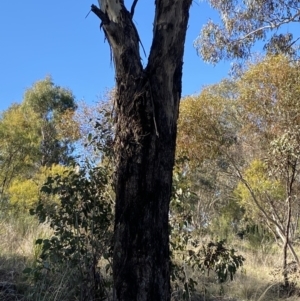 Eucalyptus melliodora at Garran, ACT - 24 Jul 2023