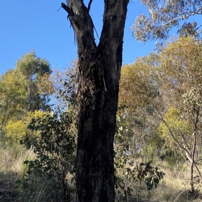 Eucalyptus melliodora (Yellow Box) at Red Hill to Yarralumla Creek - 24 Jul 2023 by Tapirlord
