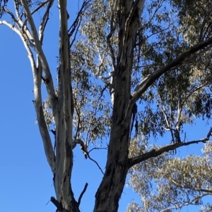 Eucalyptus melliodora at Garran, ACT - 24 Jul 2023