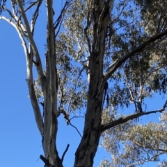 Eucalyptus melliodora at Garran, ACT - 24 Jul 2023