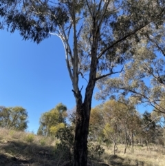 Eucalyptus melliodora at Garran, ACT - 24 Jul 2023